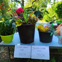 372380577_264025089832523_1361935004198917147_n