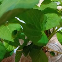 received_1489247611945178